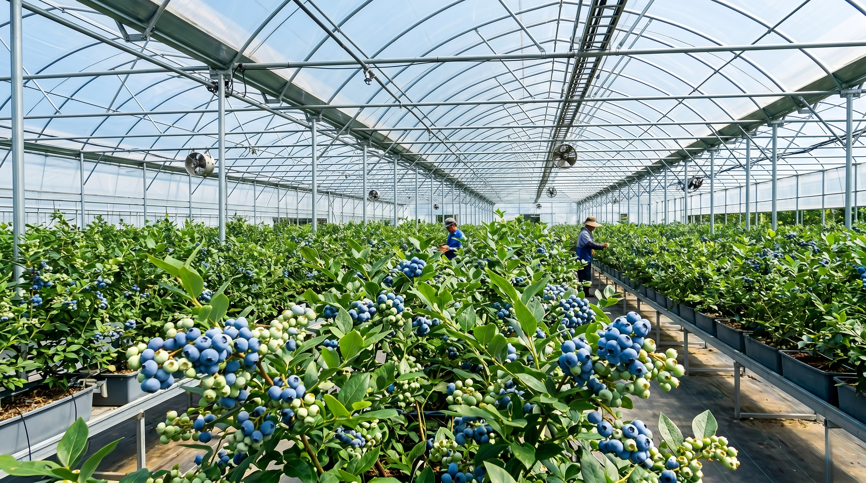 Blueberry Serası — Türkiye, Modern Blueberry Üretim Merkezi